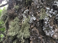 Usnea ceratina