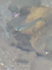 Sicyopterus pugnans
