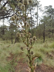 Eryngium proteiflorum