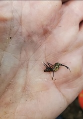 Toxorhynchites rutilus