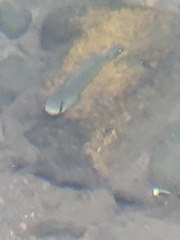Sicyopterus pugnans