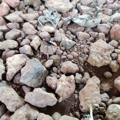 Tachypompilus analis