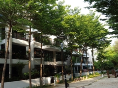 Terminalia molinetii