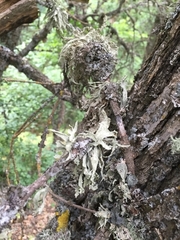 Ramalina capitata
