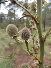 Eryngium proteiflorum