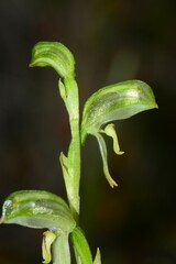 Pterostylis diminuta