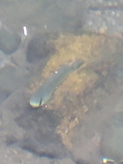 Sicyopterus pugnans