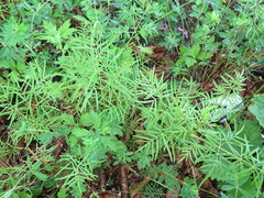 Ostericum maximowiczii maximowiczii