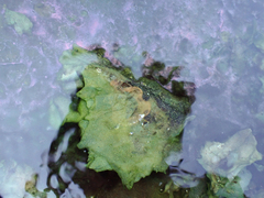 Archaea