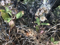 Eurybia radulina