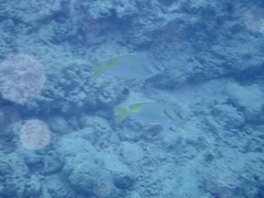 Siganus doliatus