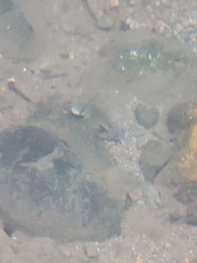 Sicyopterus pugnans