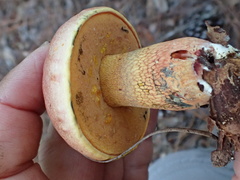 Exsudoporus floridanus