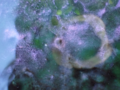 Archaea