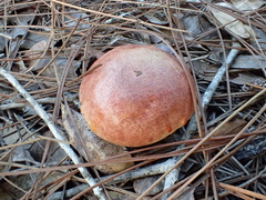 Exsudoporus floridanus