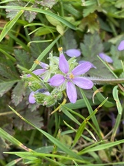 Erodium moschatum
