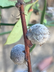 Burnettweldia washingtonensis