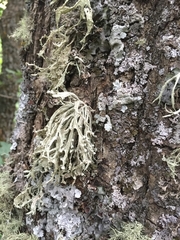 Ramalina inflata