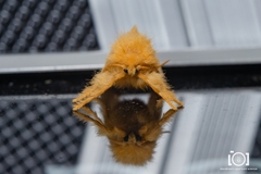 Megalopyge pyxidifera