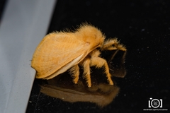 Megalopyge pyxidifera