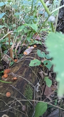 Gymnopilus luteus