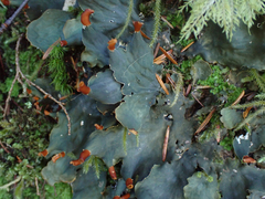 Peltigera membranacea