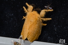 Megalopyge pyxidifera