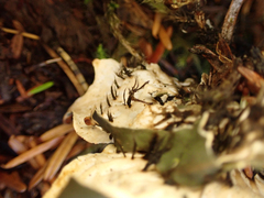 Peltigera membranacea