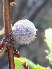 Burnettweldia washingtonensis