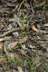 Pterostylis diminuta