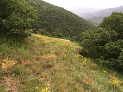 Stipa pennata
