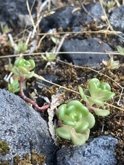 Sedum oreganum