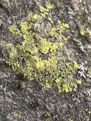 Candelariaceae