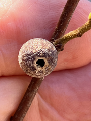 Burnettweldia washingtonensis