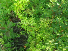 Ostericum maximowiczii maximowiczii