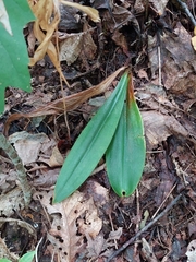 Clintonia