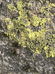 Candelariaceae