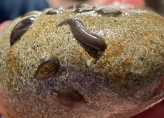 Erpobdellidae