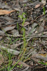 Pterostylis diminuta