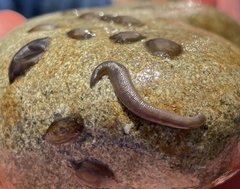 Erpobdellidae