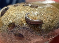 Erpobdellidae