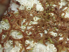 Frullania nisquallensis