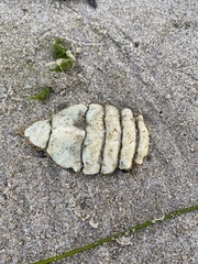 Metacarcinus magister