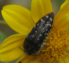 Acmaeodera rubronotata
