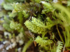 Douinia ovata
