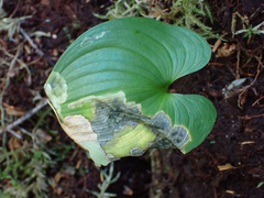 Parallelomma vittatum