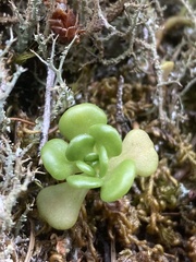 Sedum oreganum