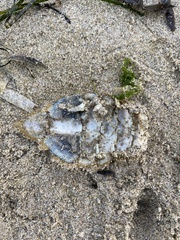 Metacarcinus magister