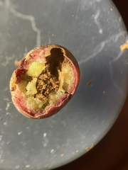 Burnettweldia washingtonensis