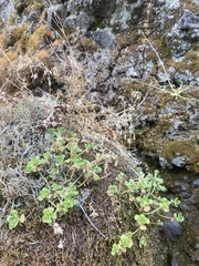 Sedum oreganum